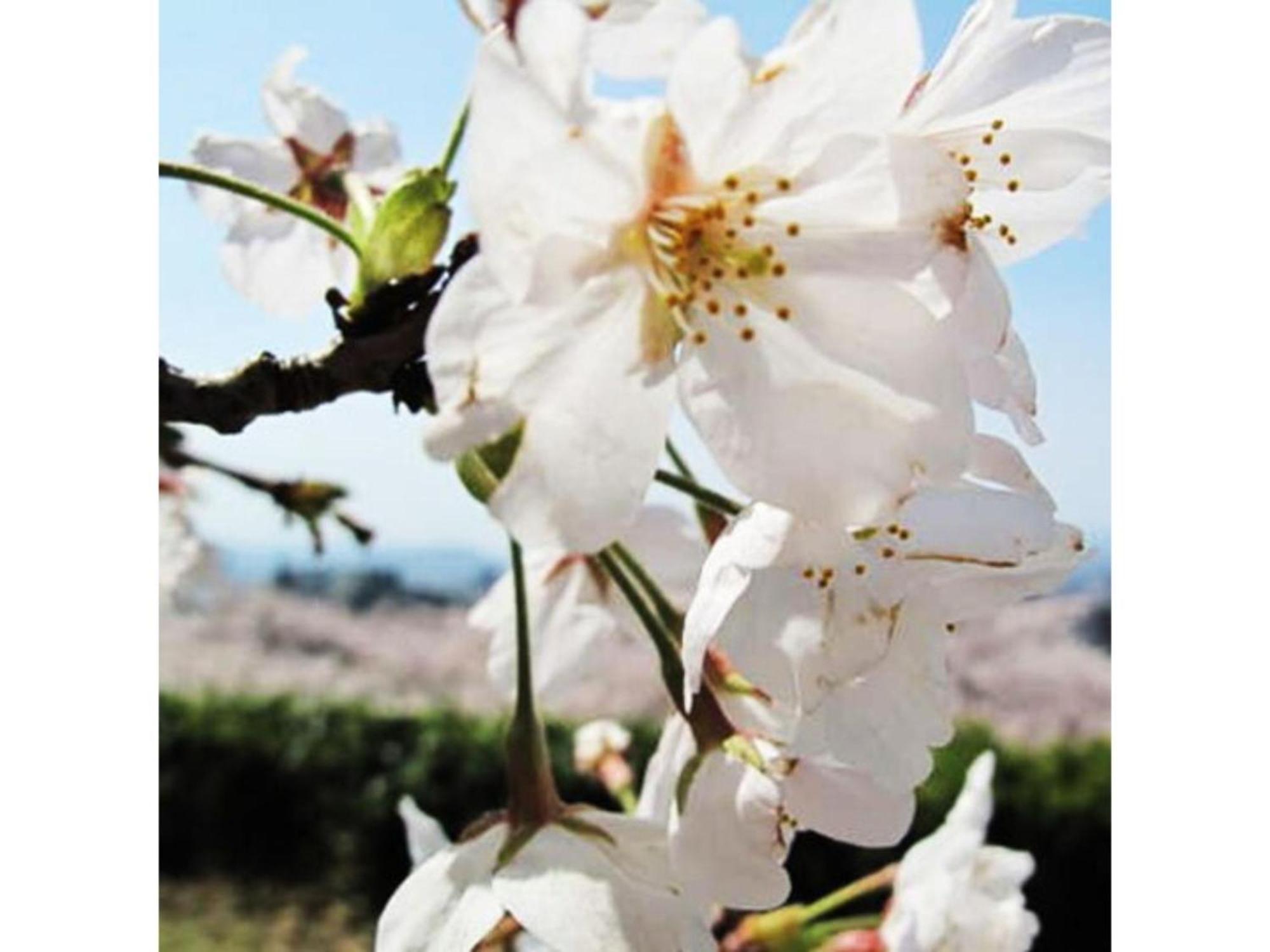 Tottori City Hotel / Vacation Stay 81358 Buitenkant foto